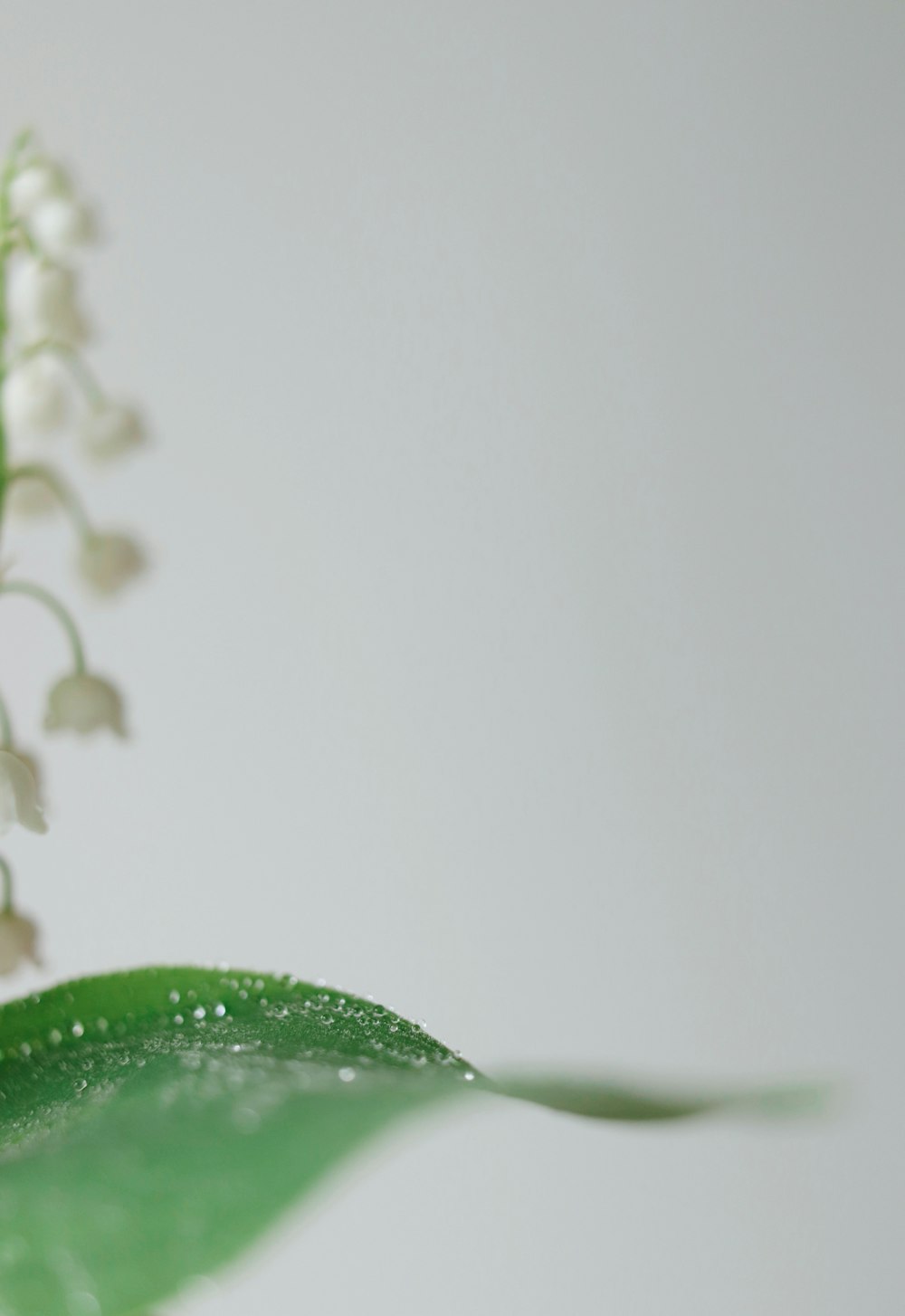 white and green flower in close up photography