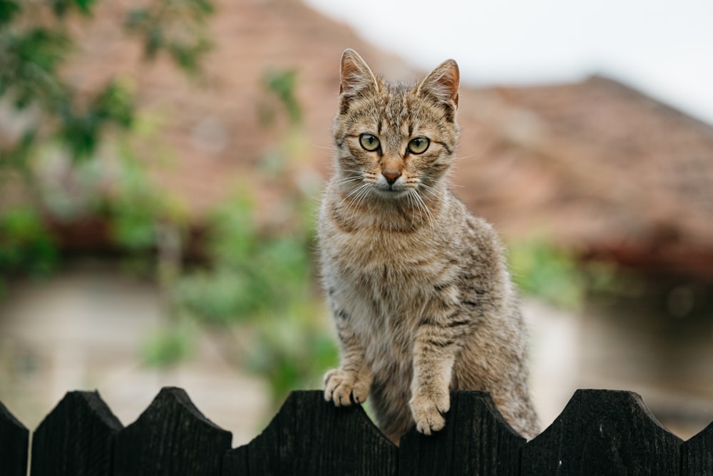 brown tabby cat on brown wooden fence