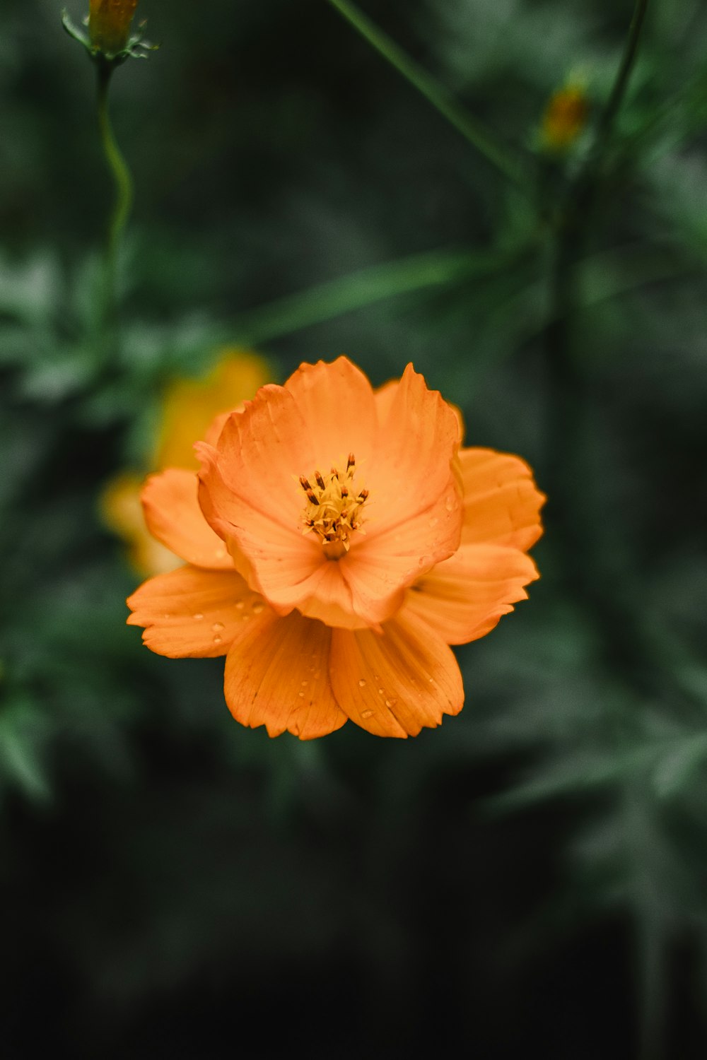 orange flower in tilt shift lens