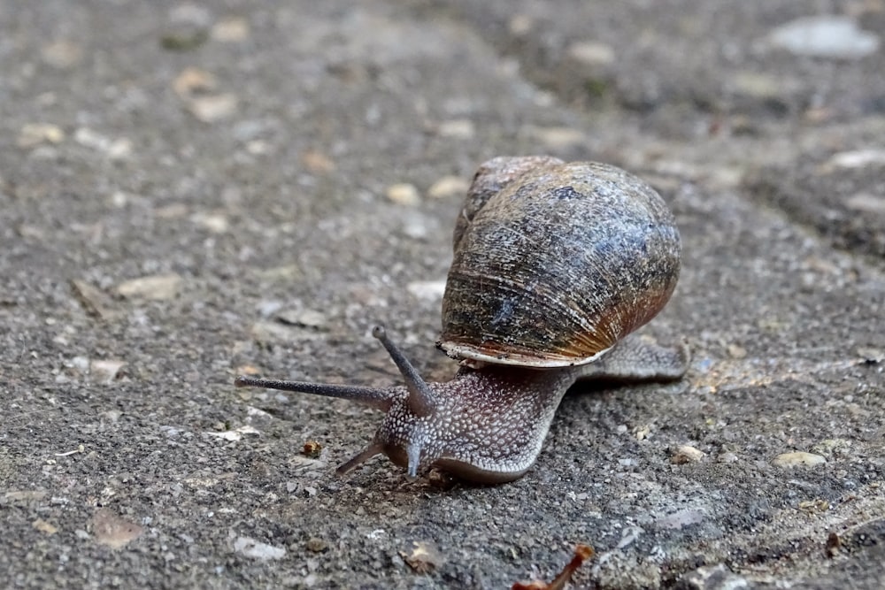 escargot brun sur sol en béton gris