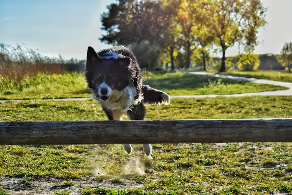 black and white border collie on brown wooden fence during daytime