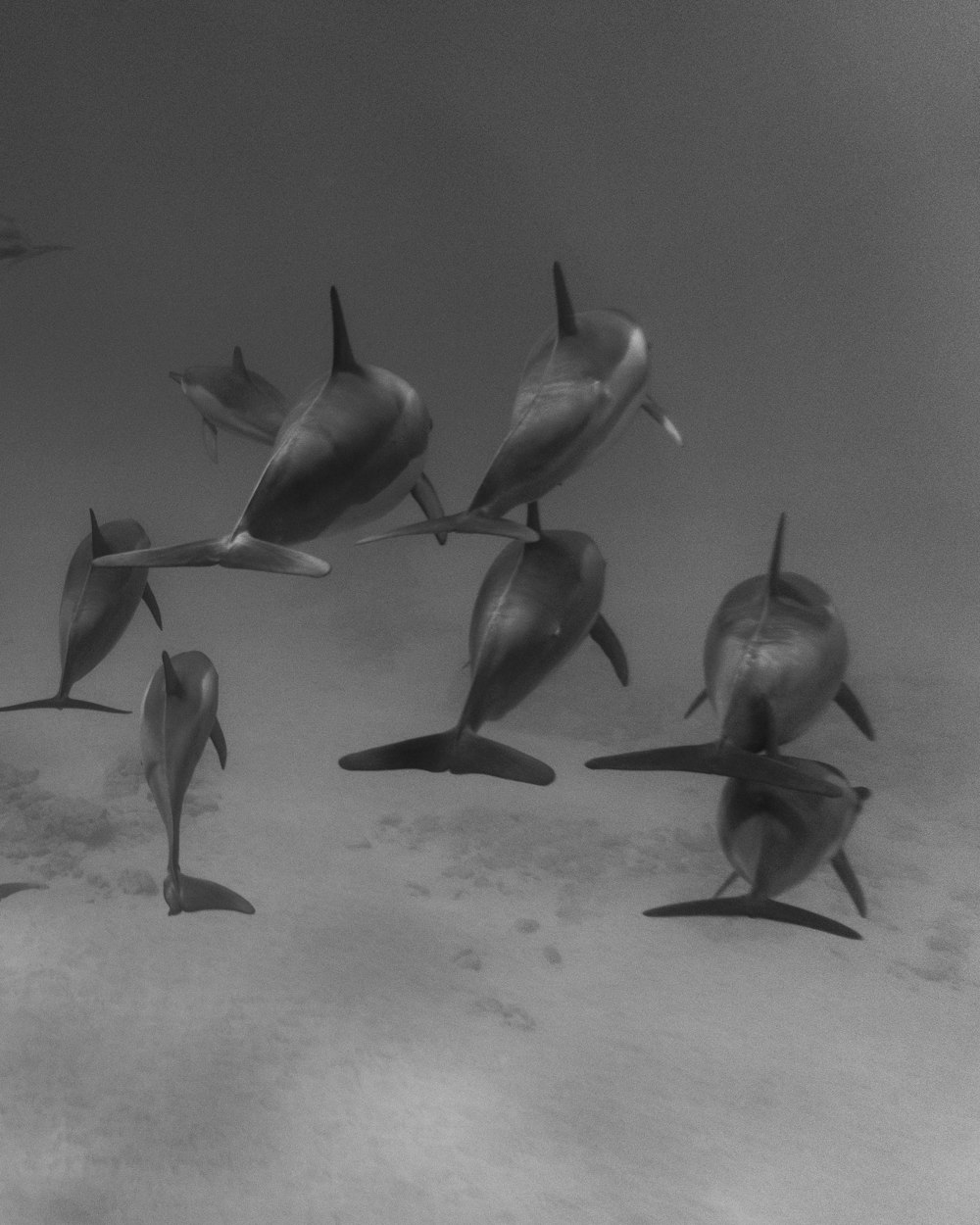 grayscale photo of 3 dolphins