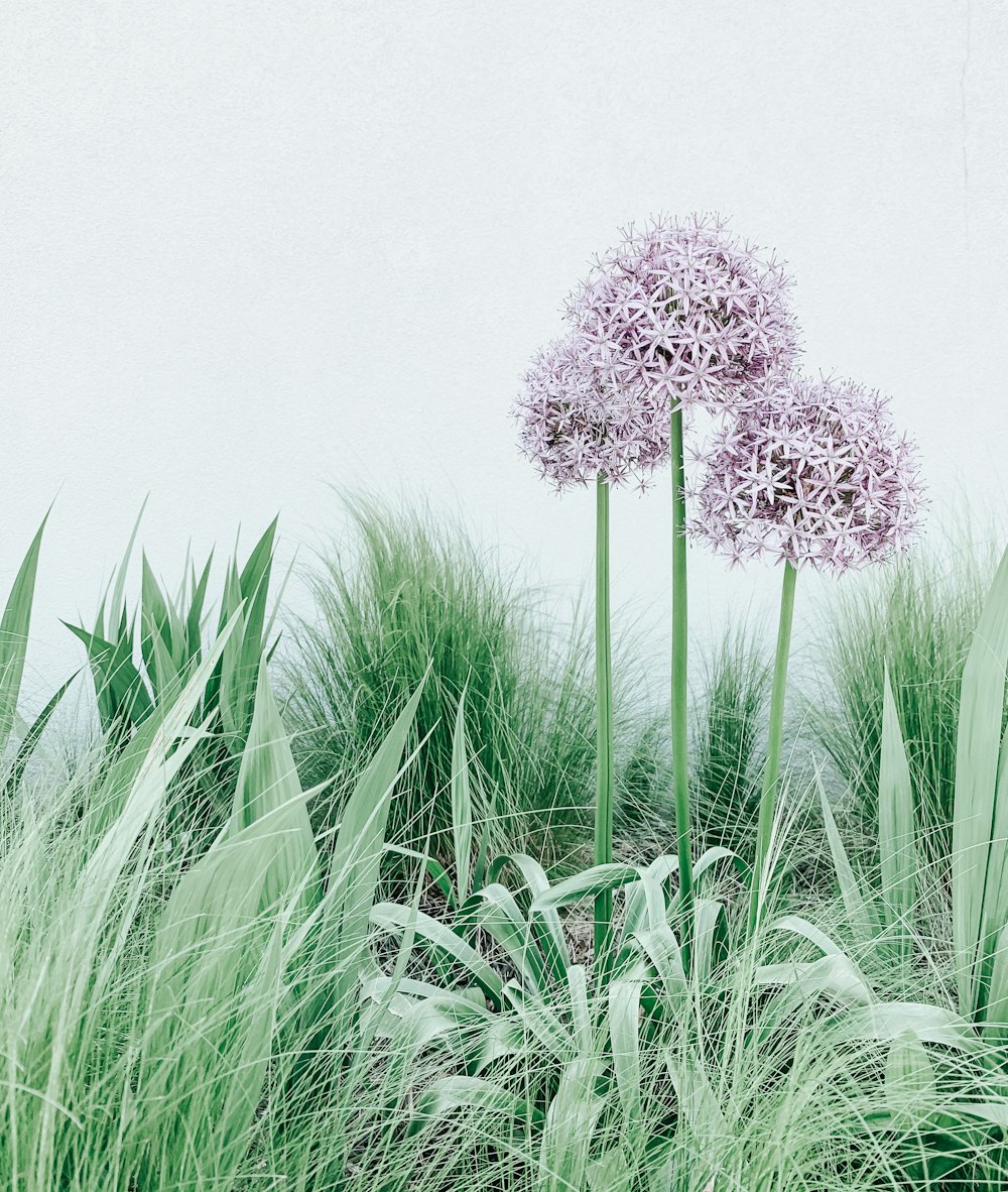 purple flowers on green grass field