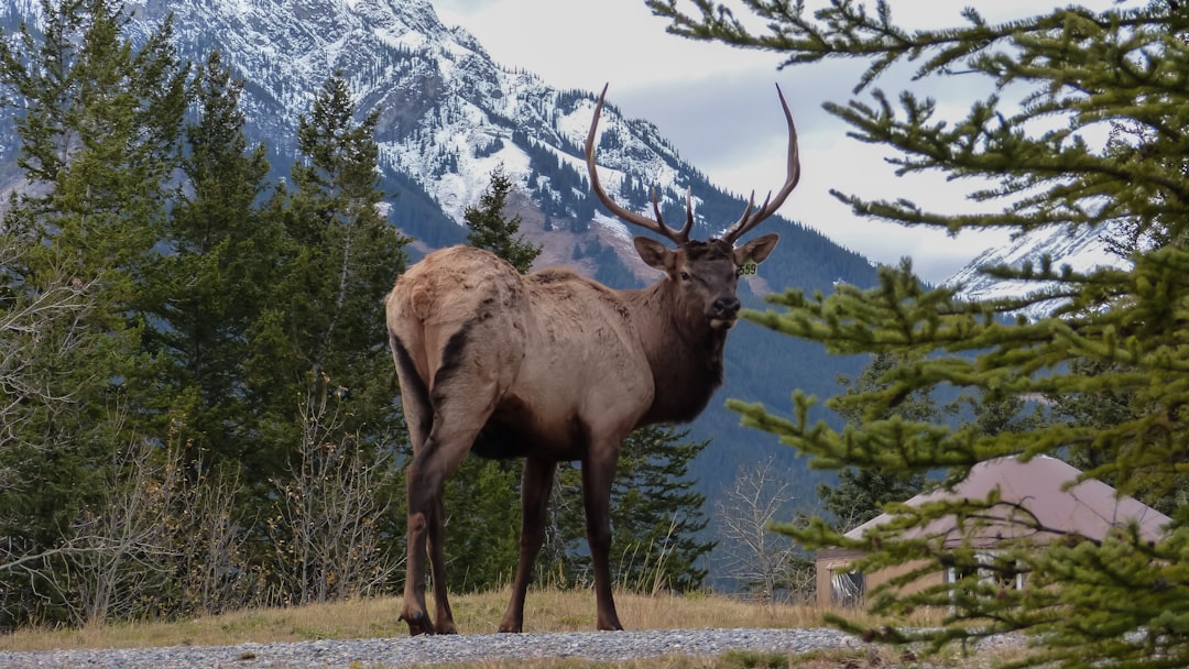 brown deer on green grass field during daytime