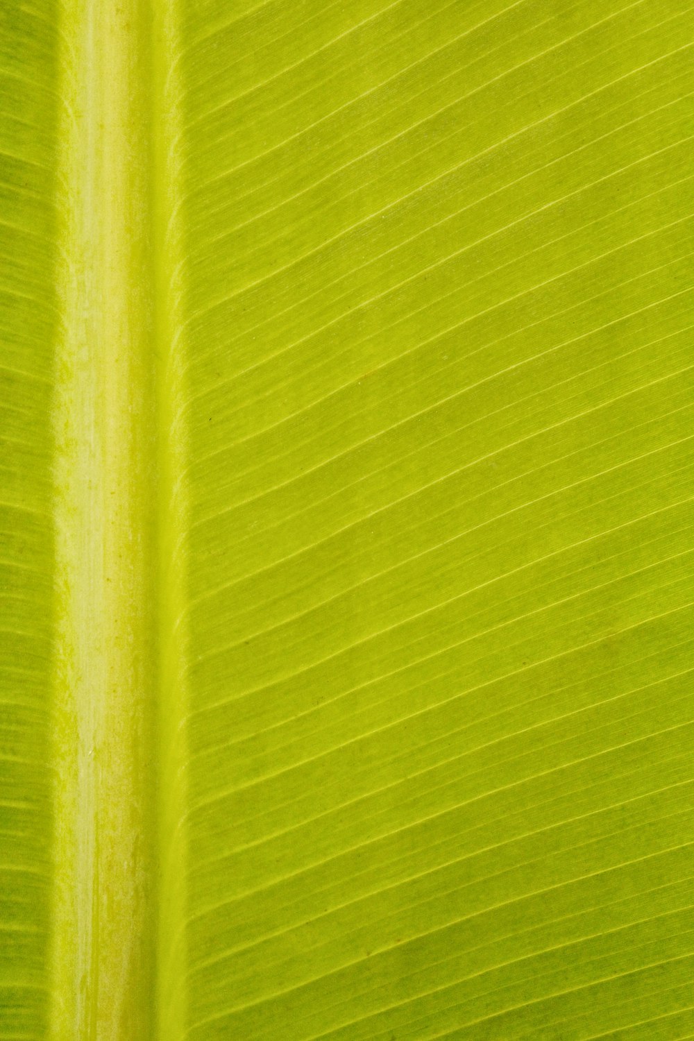 green and white striped textile