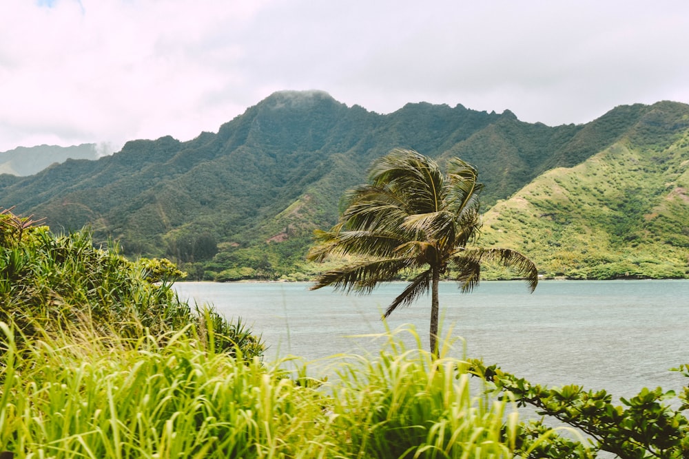 green palm tree near body of water during daytime