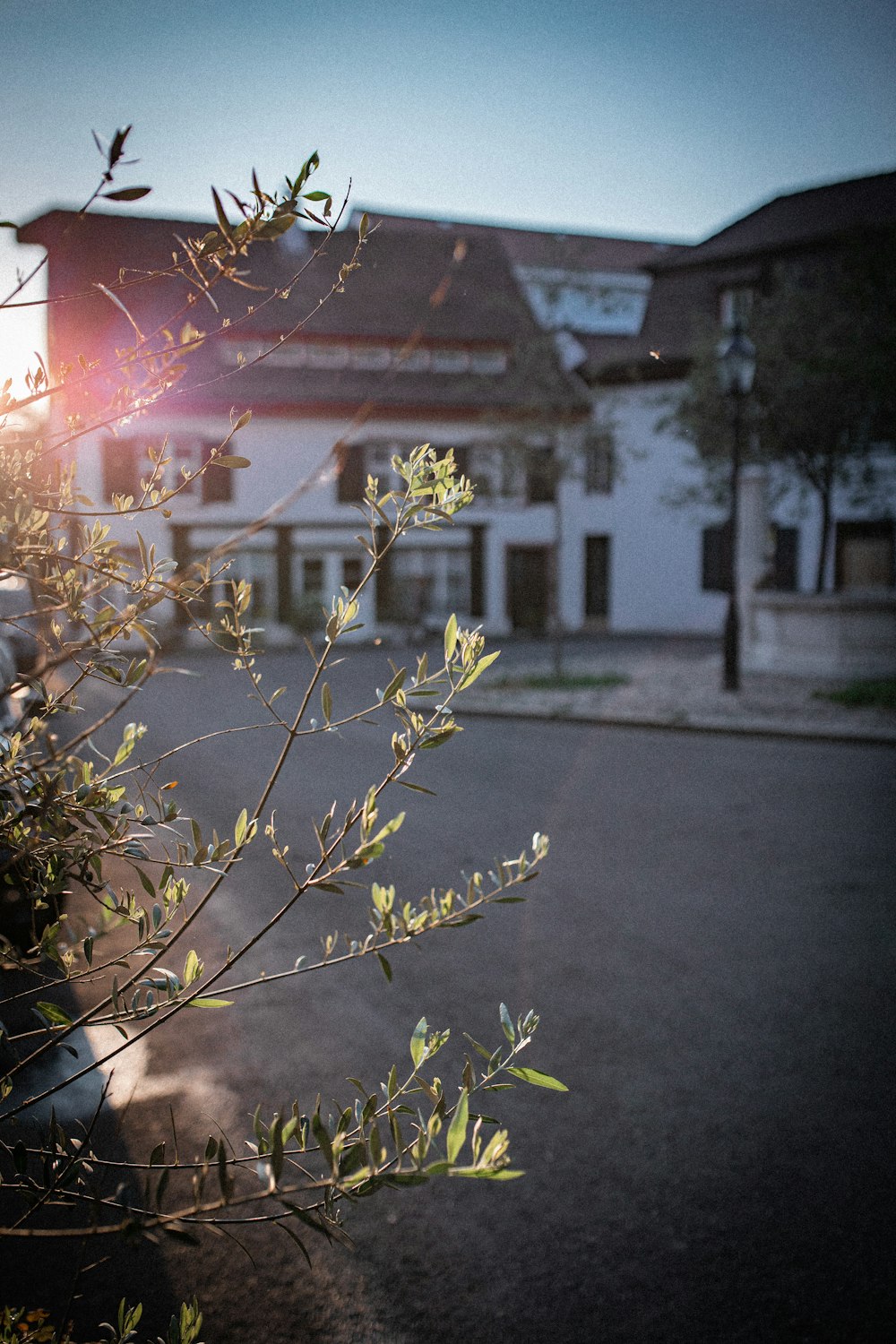 yellow flowers with green leaves