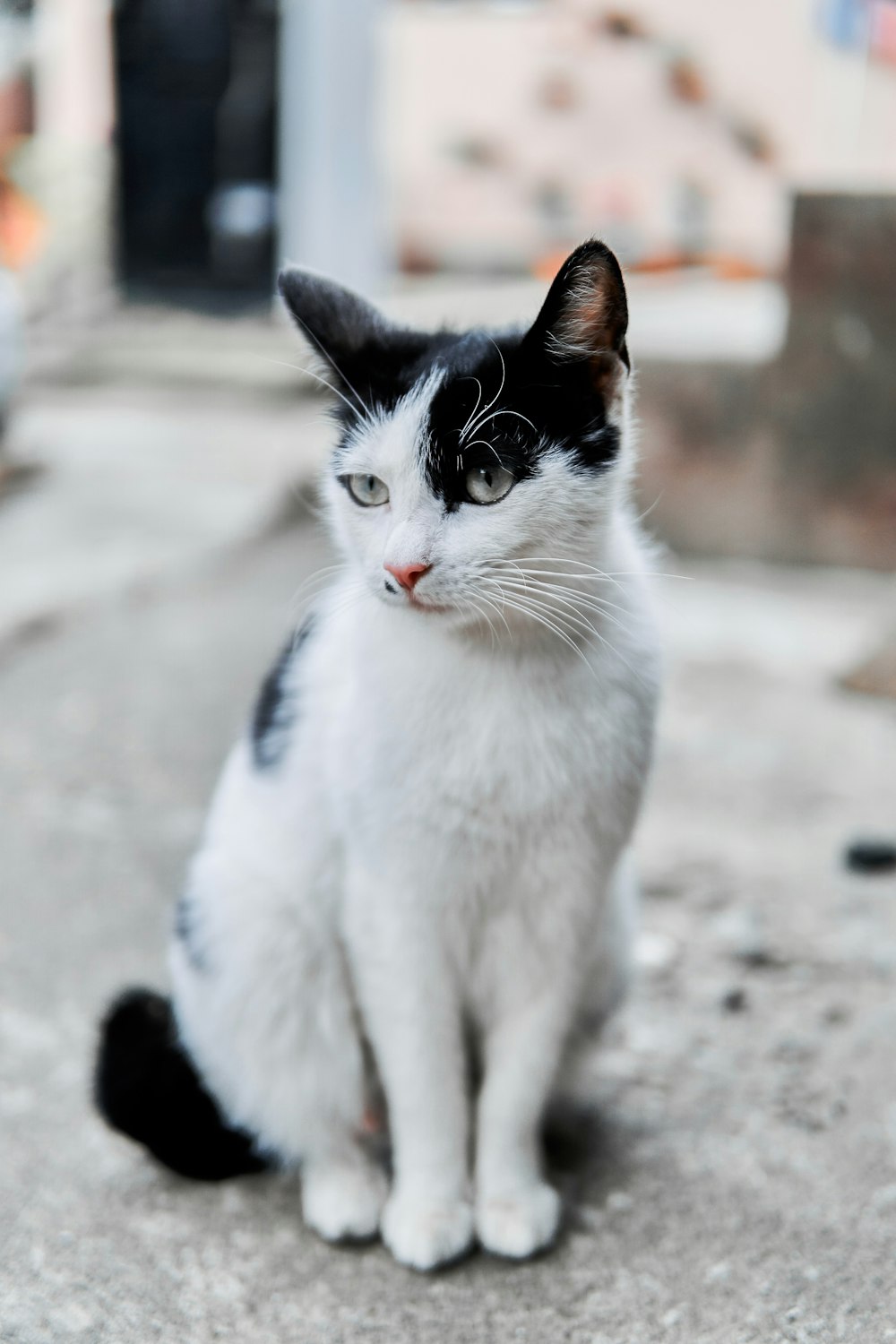 gato blanco y negro sobre piso de concreto gris