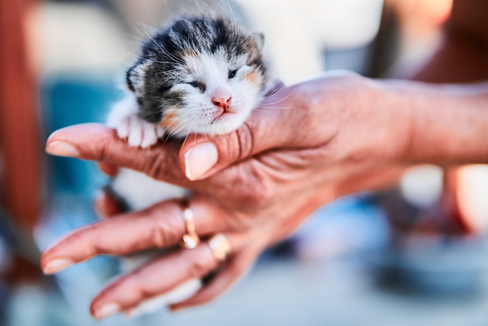 person holding white and gray kitten