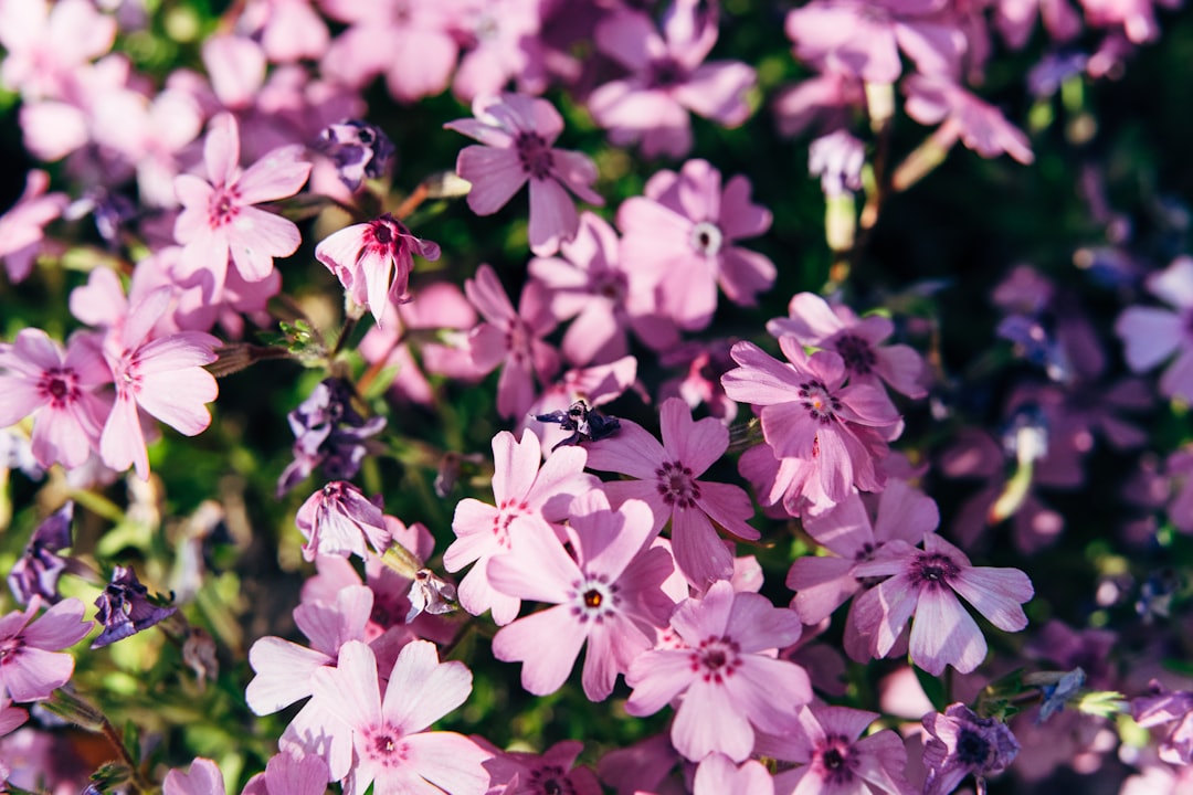 pink and white flowers in tilt shift lens