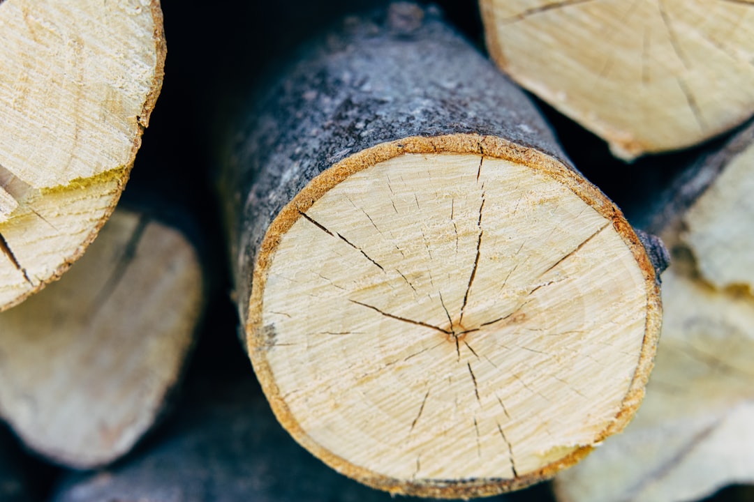 brown wooden log in close up photography