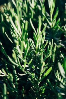 A close-up of lush green rosemary plants with elongated, needle-like leaves bathed in sunlight, creating a vibrant and fresh appearance.