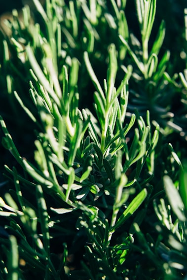 A close-up of lush green rosemary plants with elongated, needle-like leaves bathed in sunlight, creating a vibrant and fresh appearance.