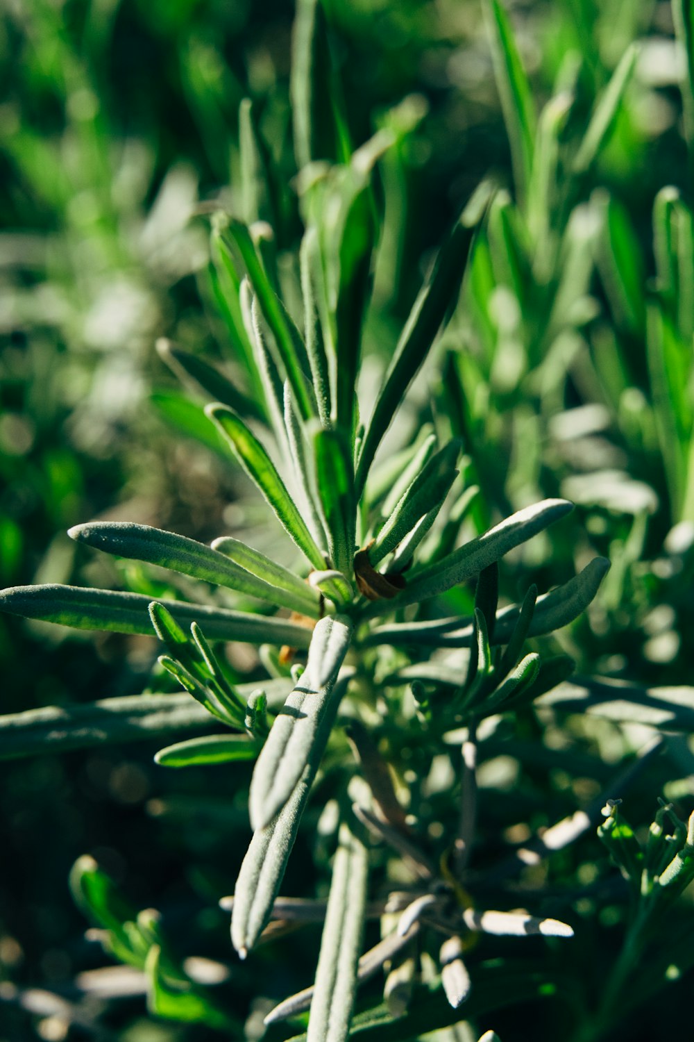 green plant in close up photography