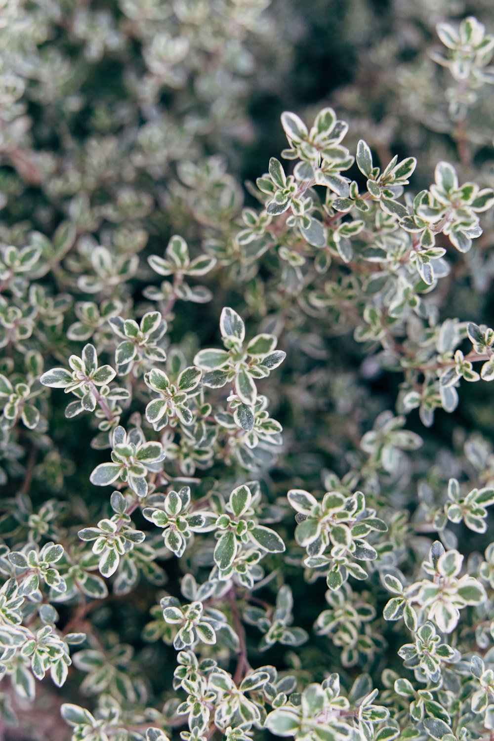 green and white flower buds