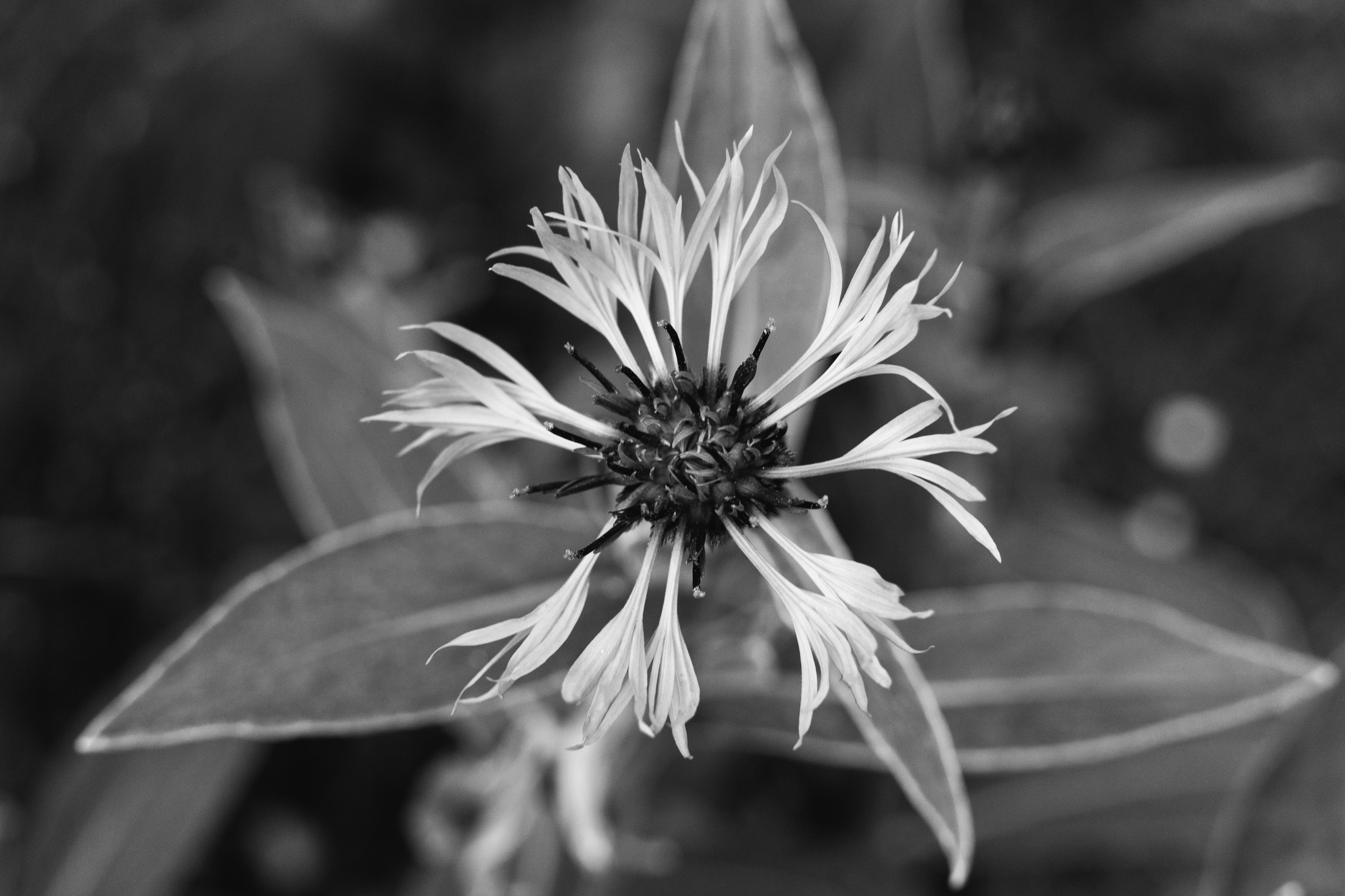 grayscale photo of flower in bloom