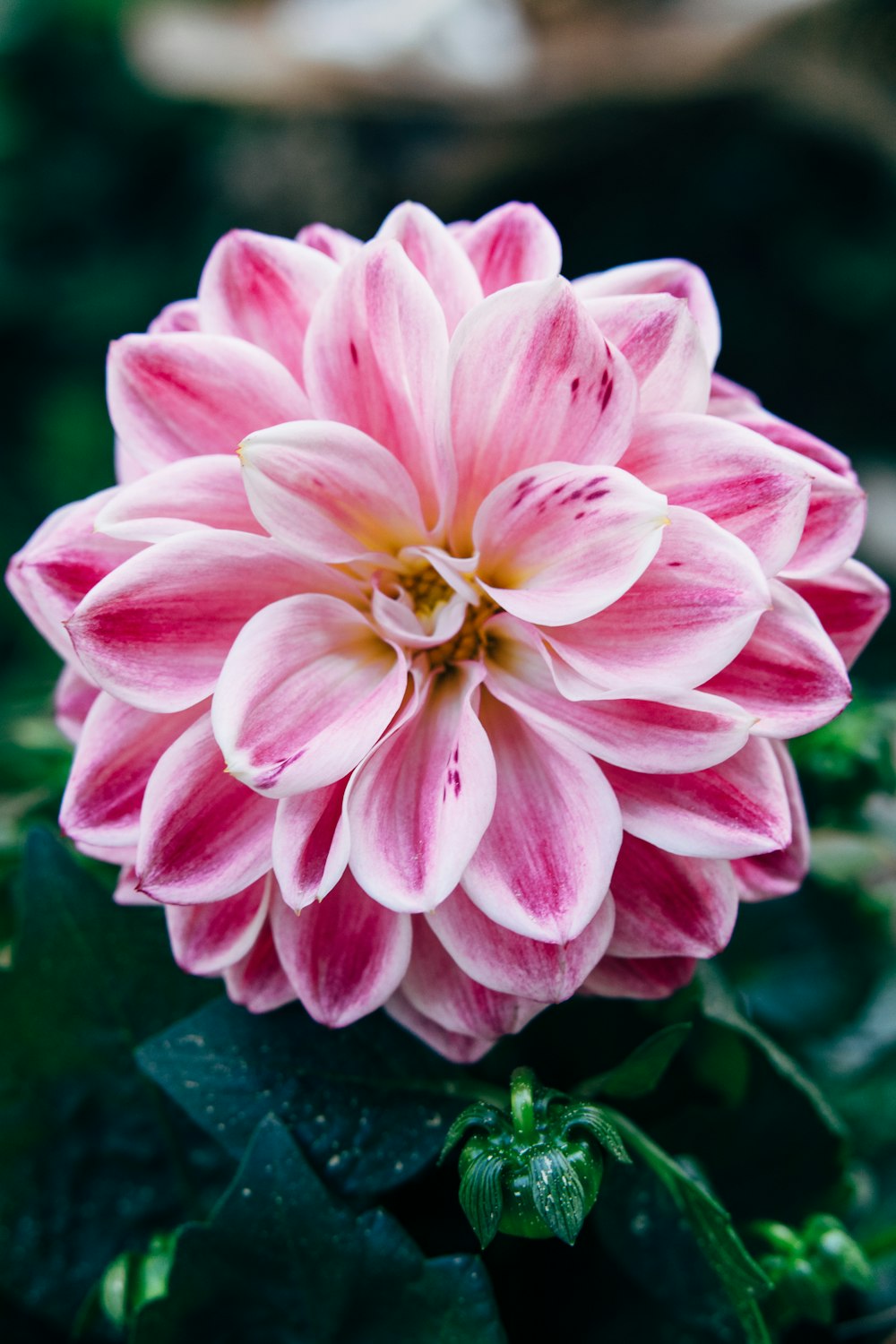 pink flower in macro shot