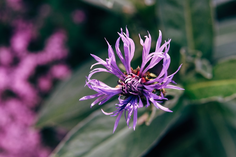 purple flower in tilt shift lens