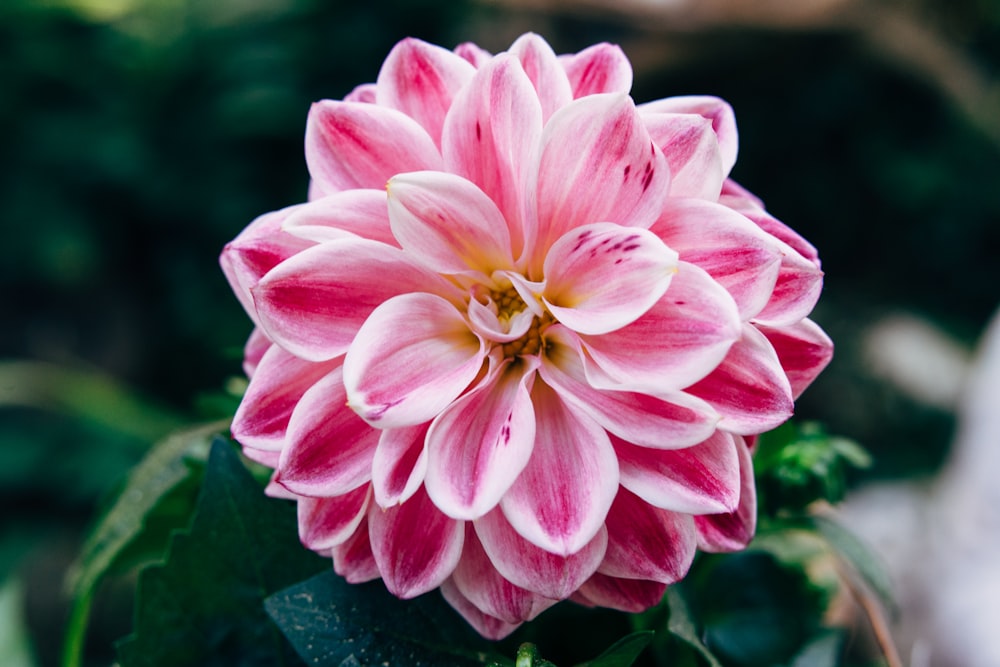 pink and white flower in macro shot