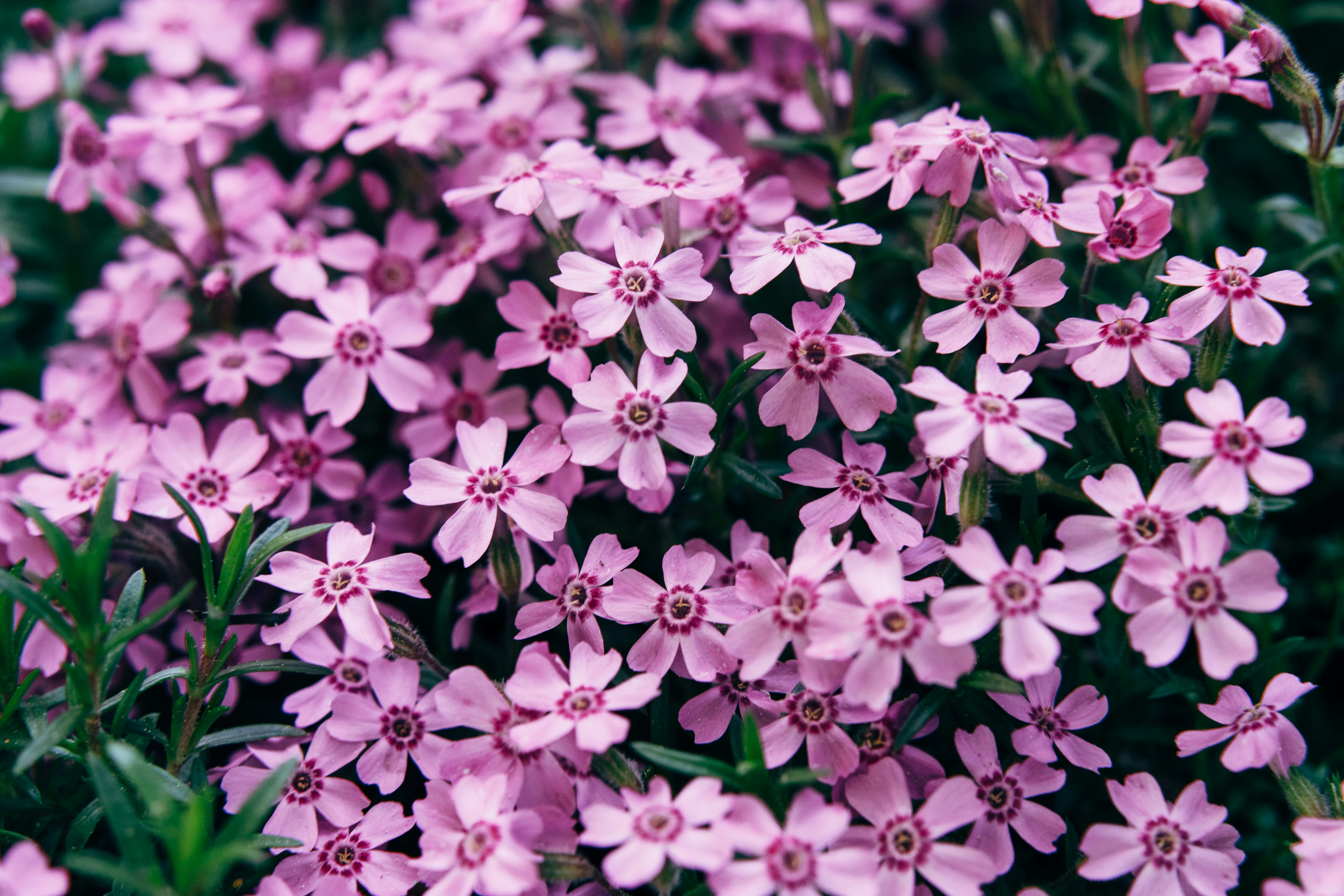 purple flowers in tilt shift lens