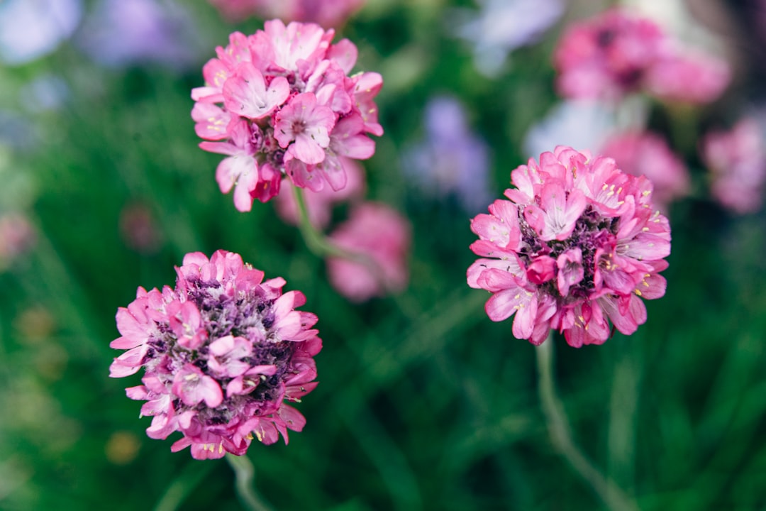 pink flowers in tilt shift lens