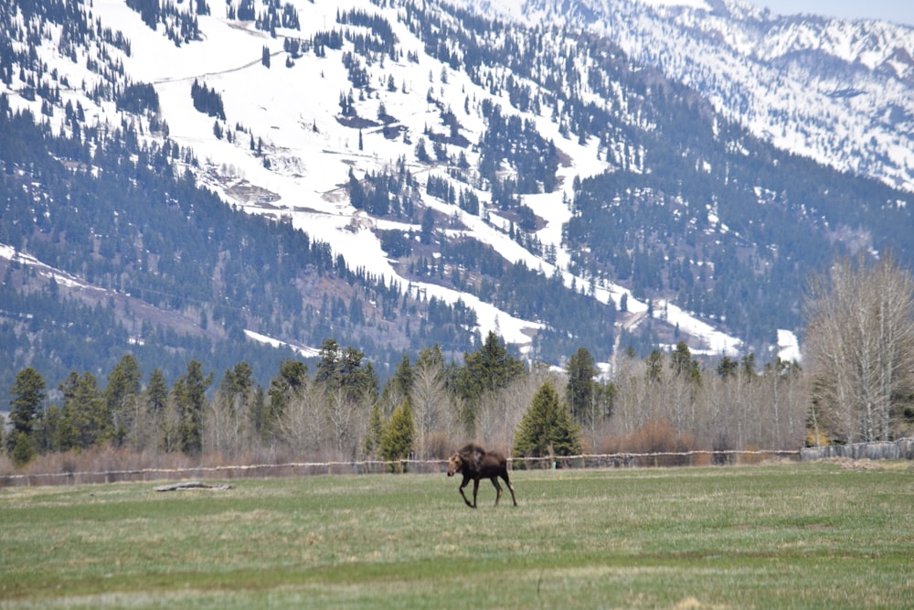 brown horse on green grass field near snow covered mountain during daytime