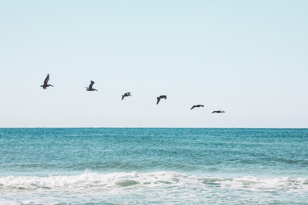 uccelli che sorvolano il mare durante il giorno