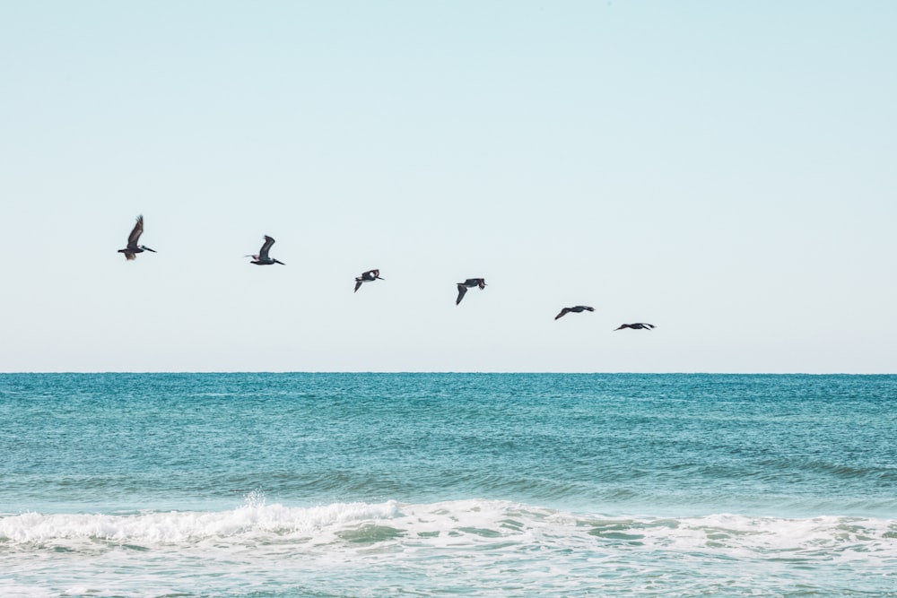 birds flying over the sea during daytime