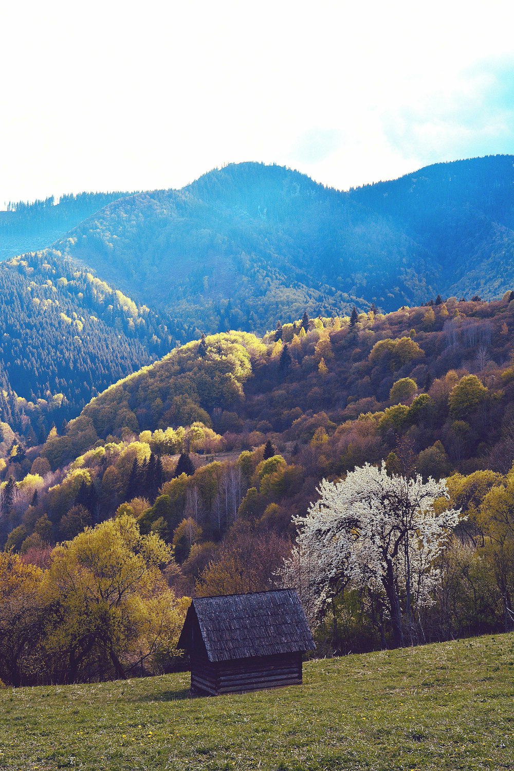 昼間の青空の下、山の緑の木々