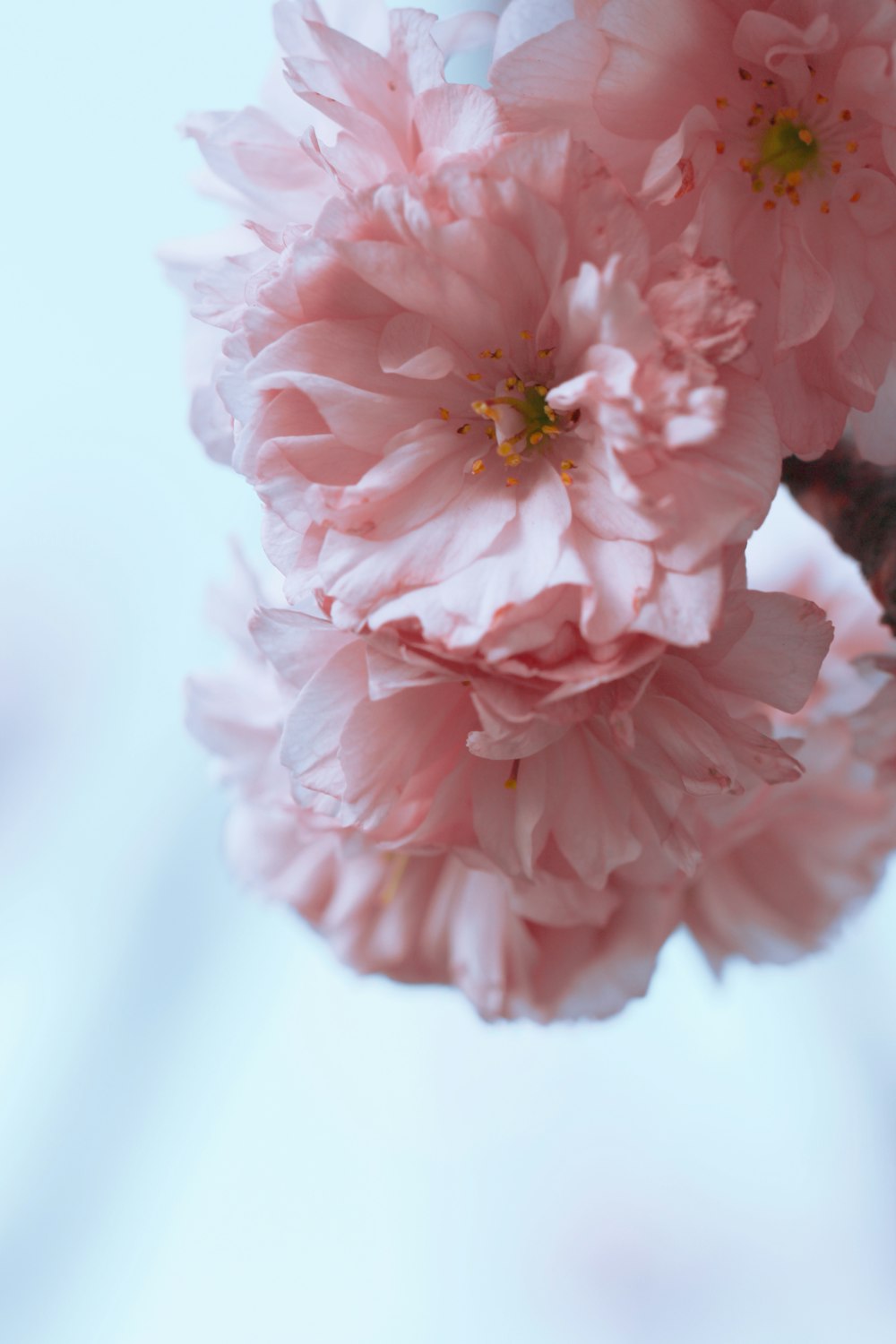 pink and white flower in close up photography