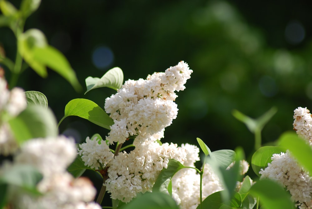 white flowers in tilt shift lens