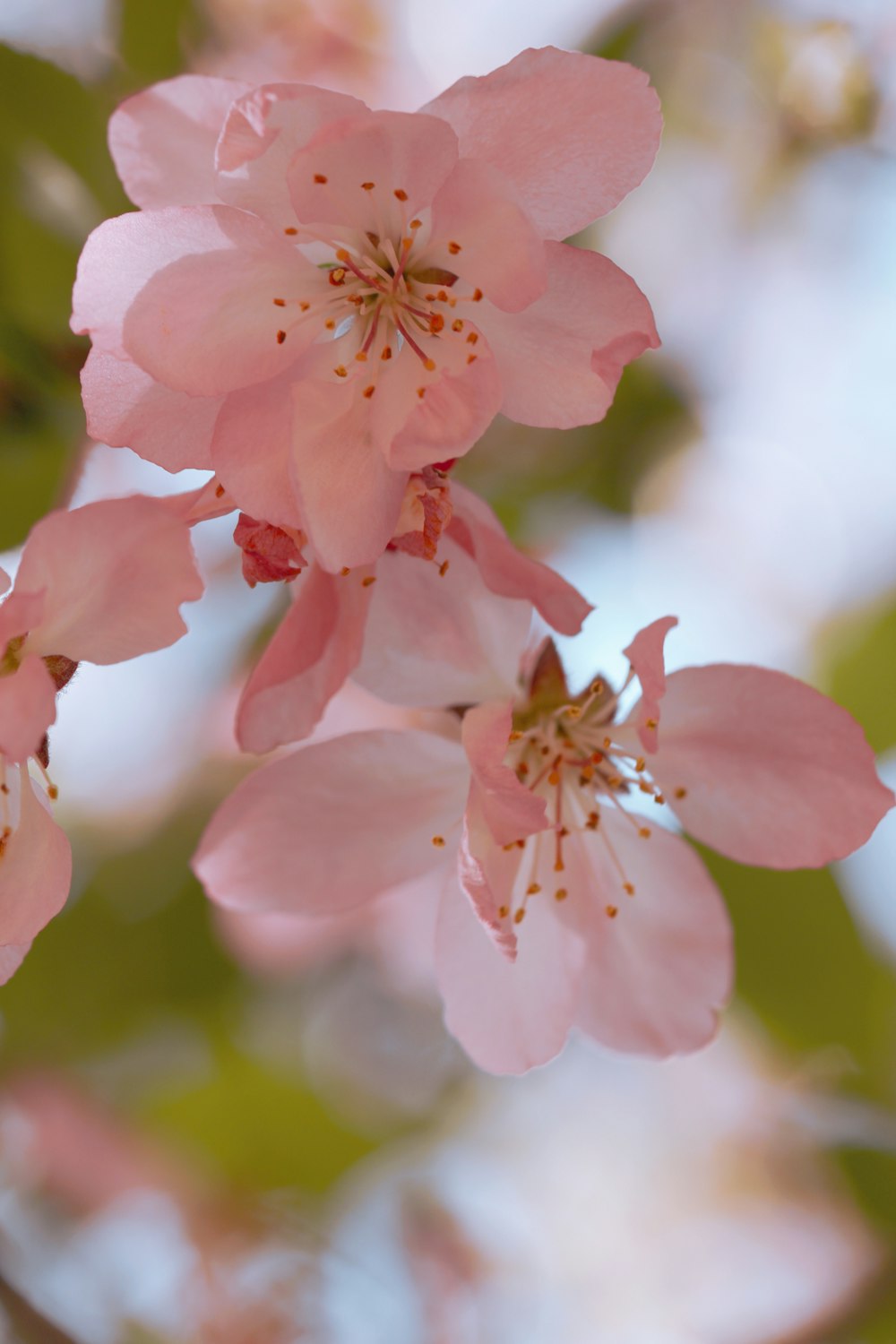 pink flower in tilt shift lens