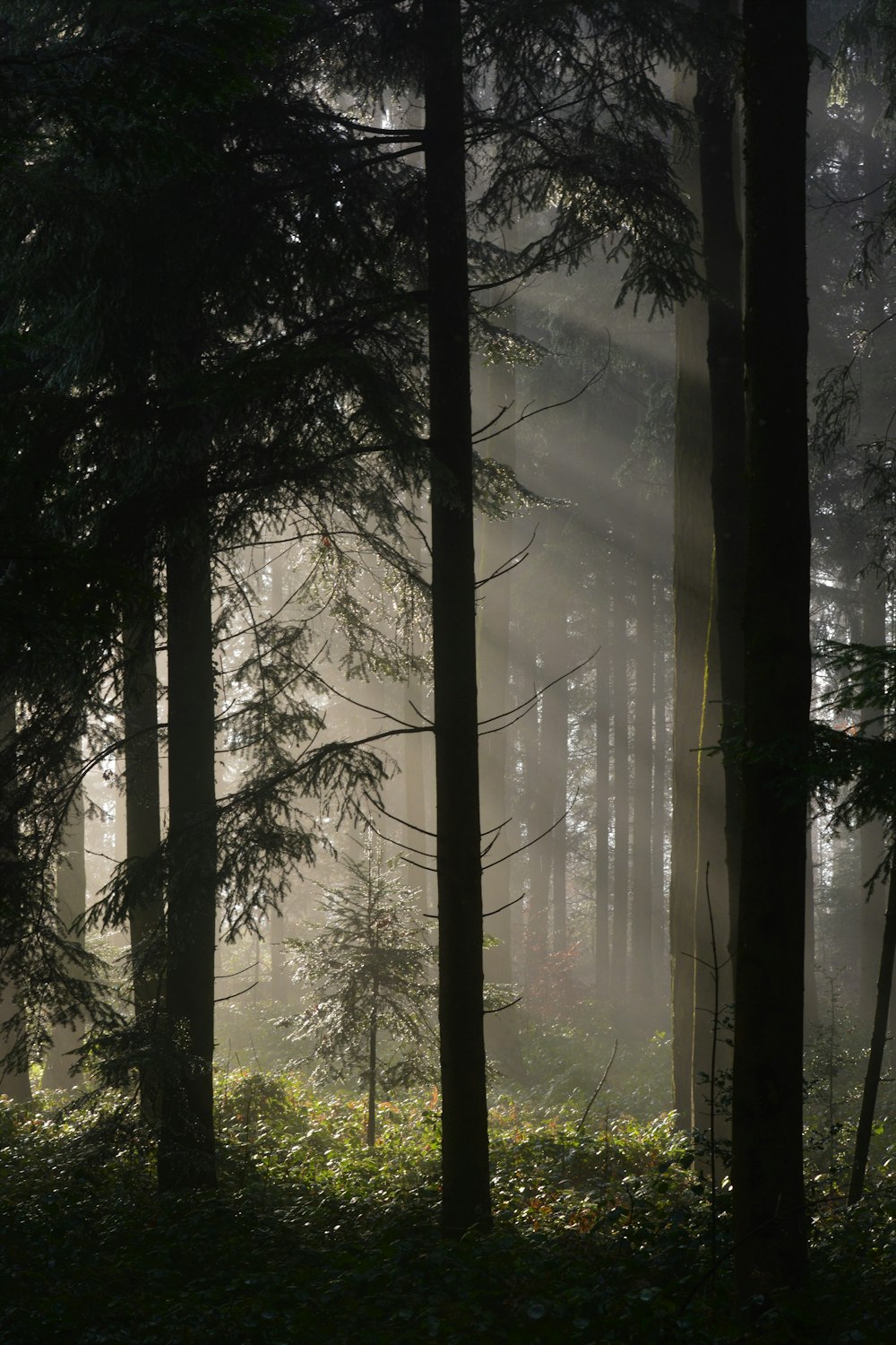 green trees on forest during daytime