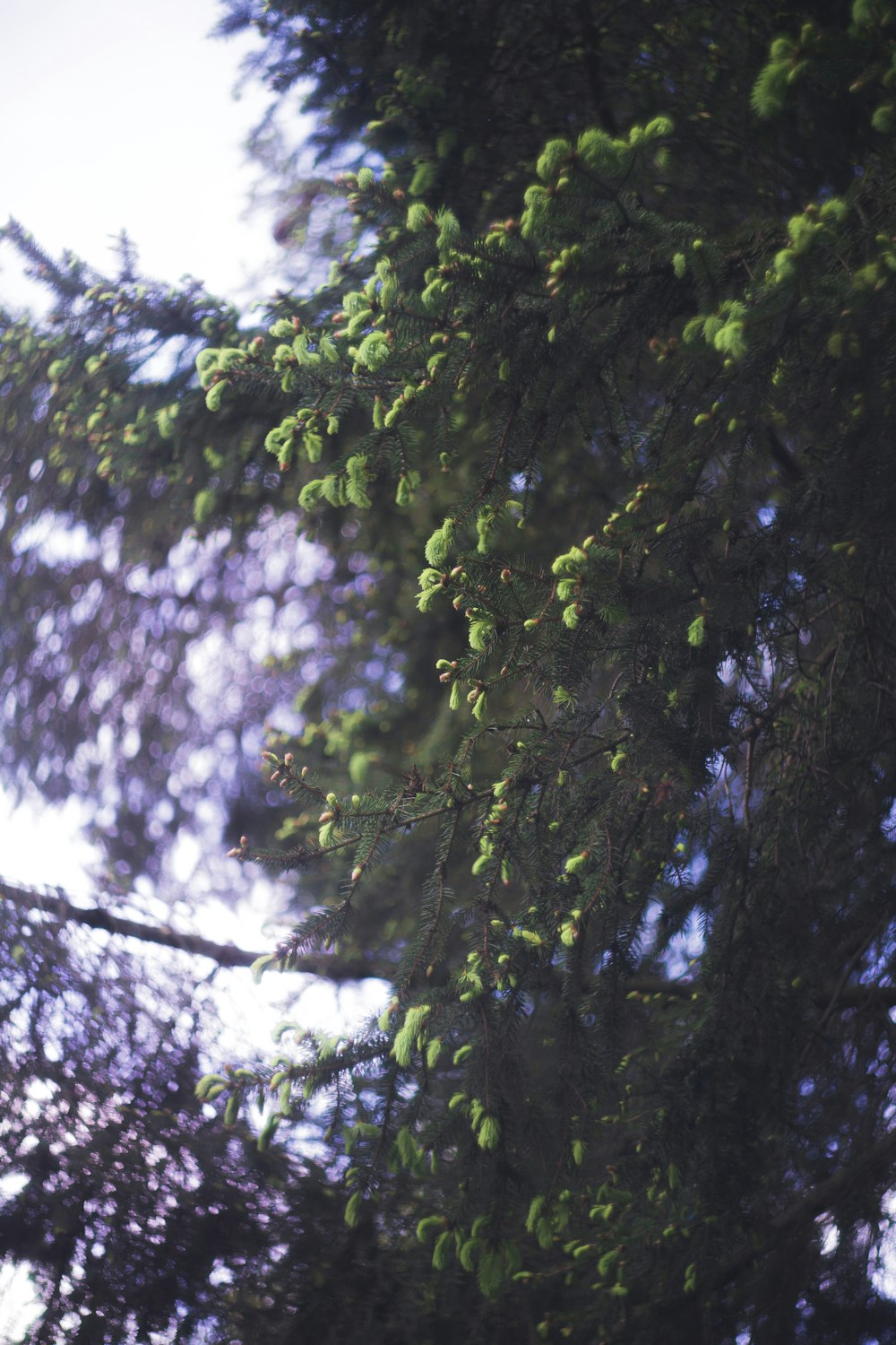 green tree under white sky during daytime