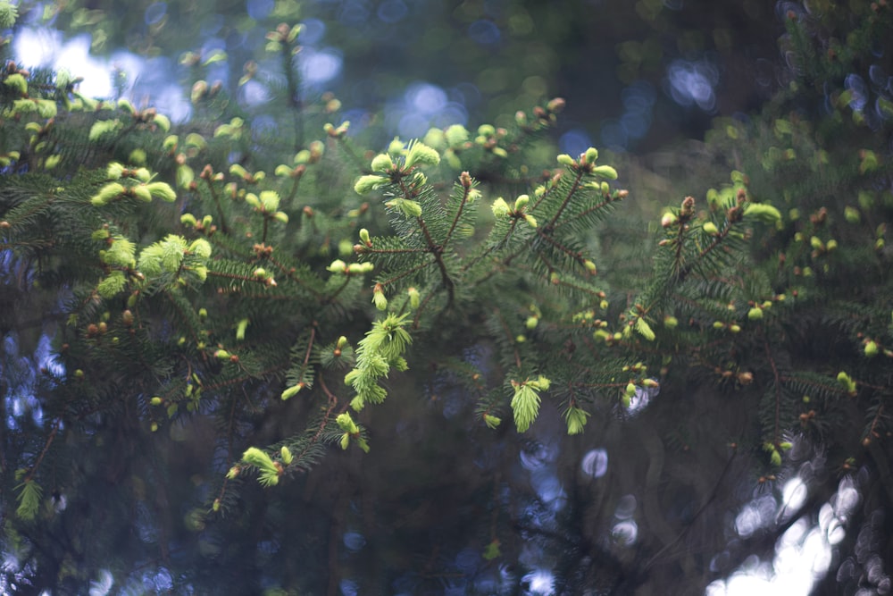 green plant in tilt shift lens