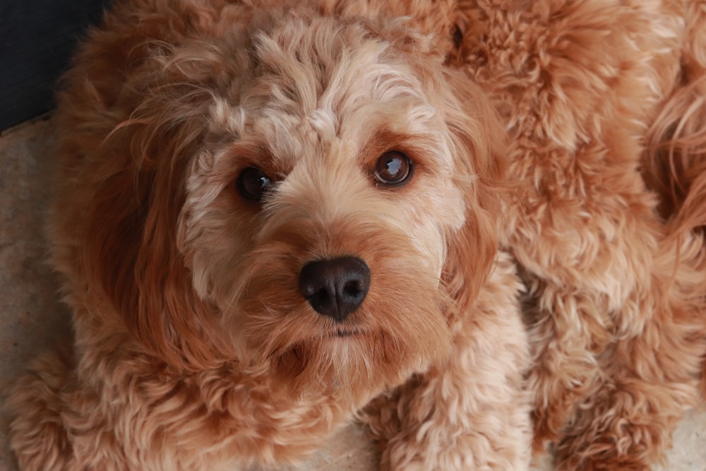 brown long coated small dog