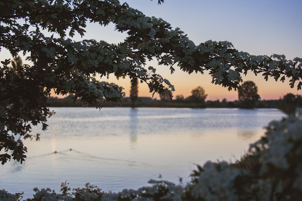 green tree near body of water during daytime