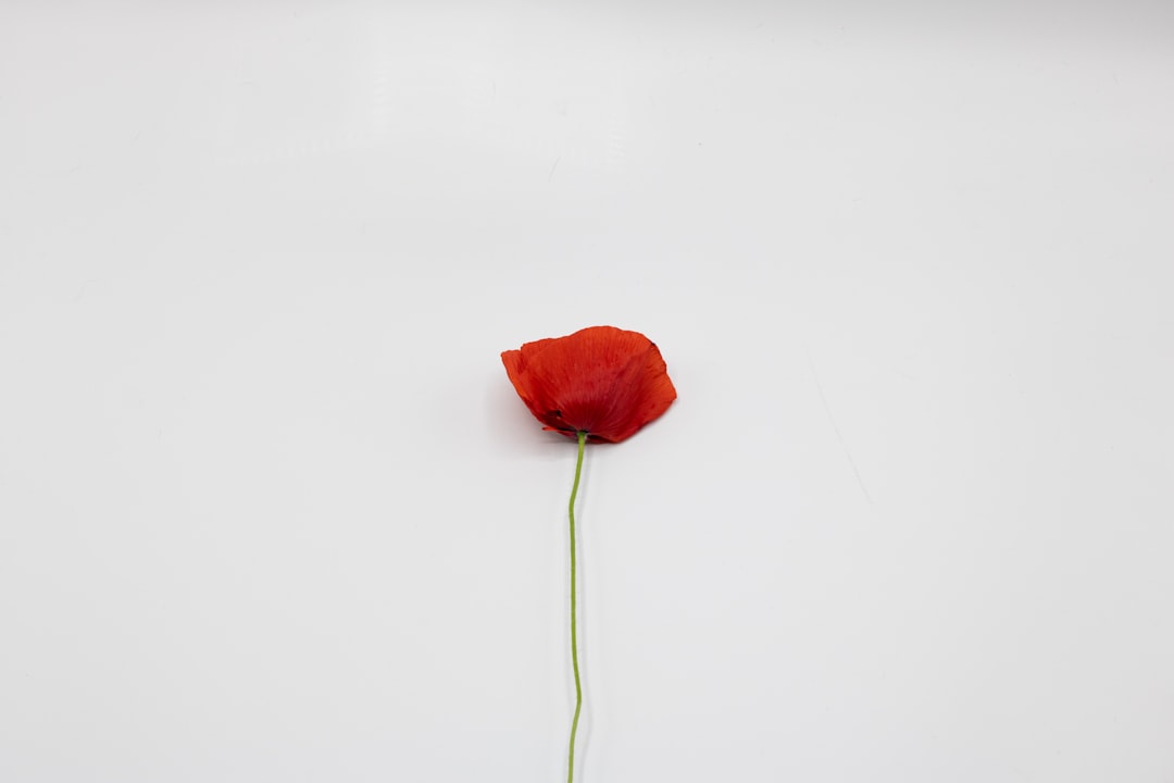 red rose on white surface