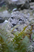 A curious snow leopard peeking through rocky mountain terrain under soft sunlight.