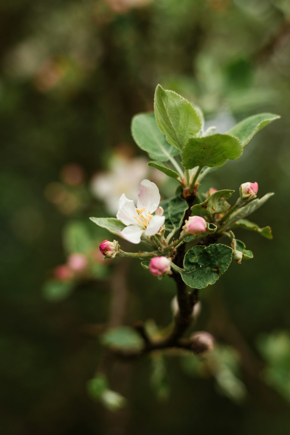 white and pink flower in tilt shift lens