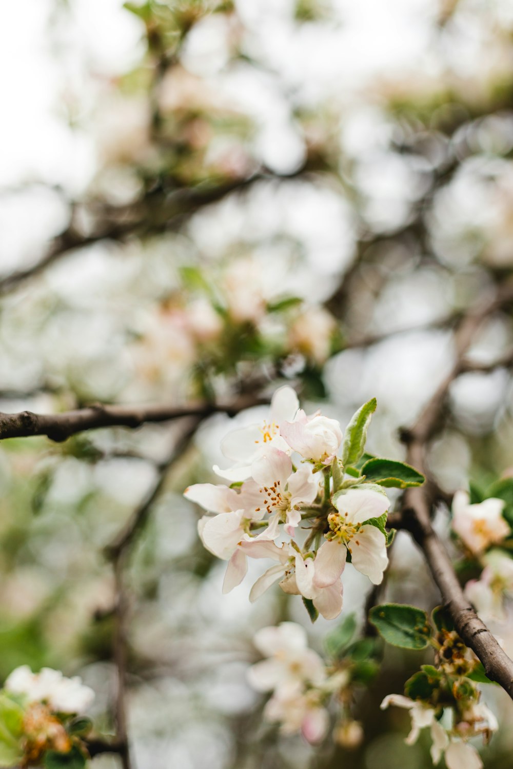 white cherry blossom in close up photography