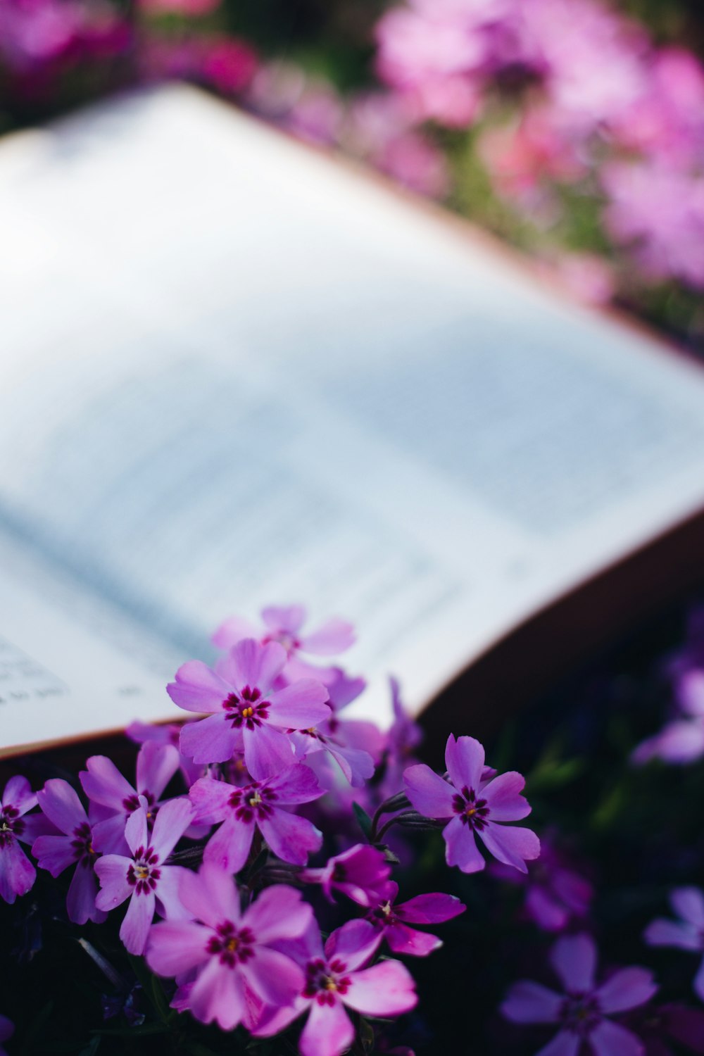 purple flowers on book page