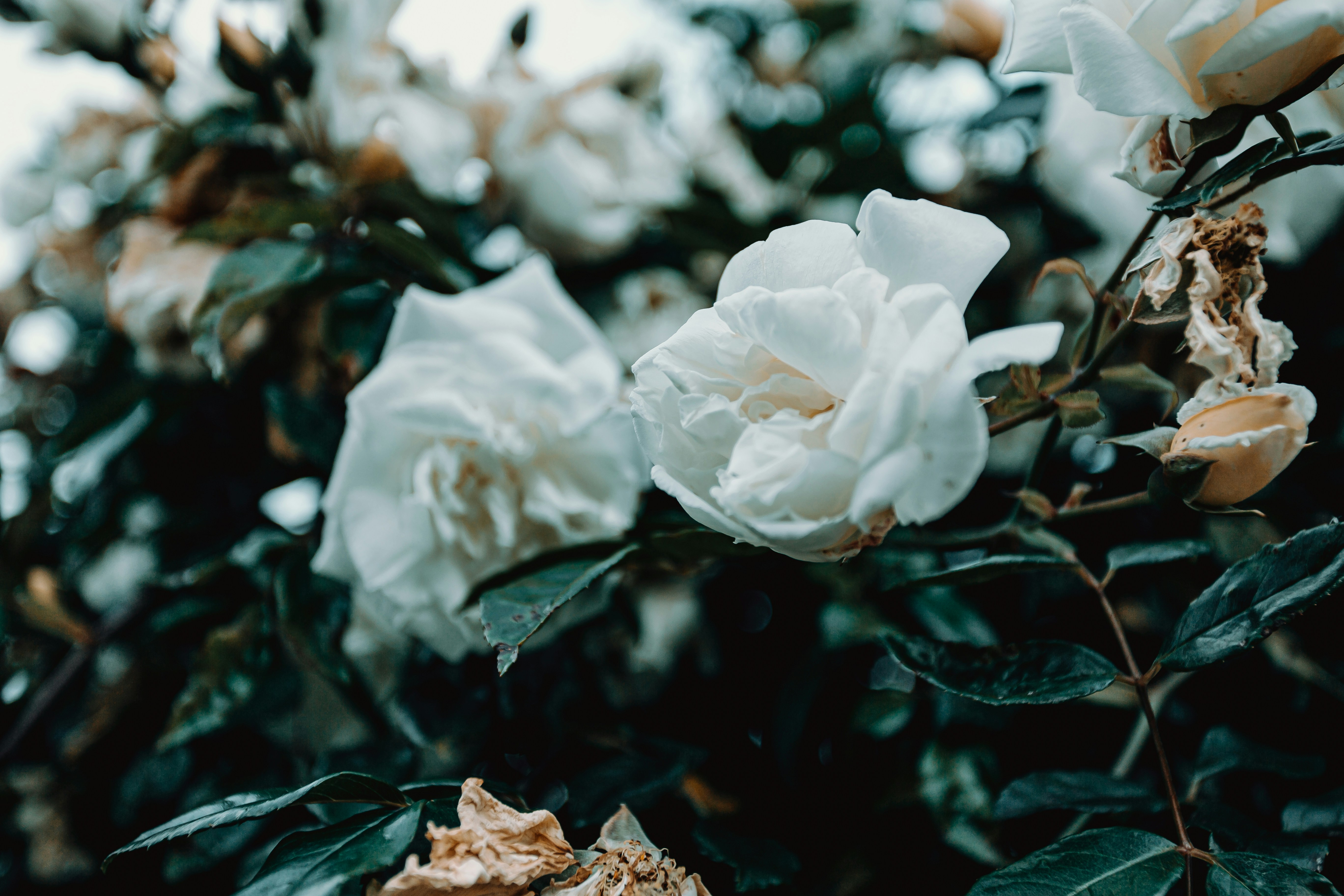 Photo by 3tnik