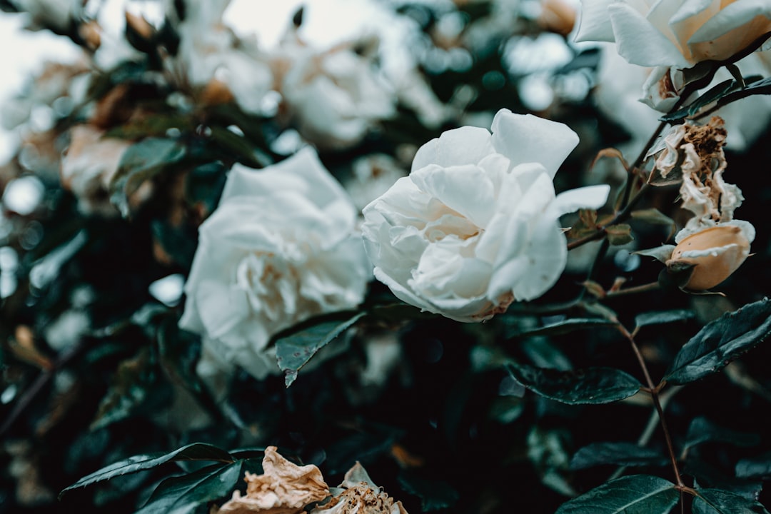 white roses in tilt shift lens
