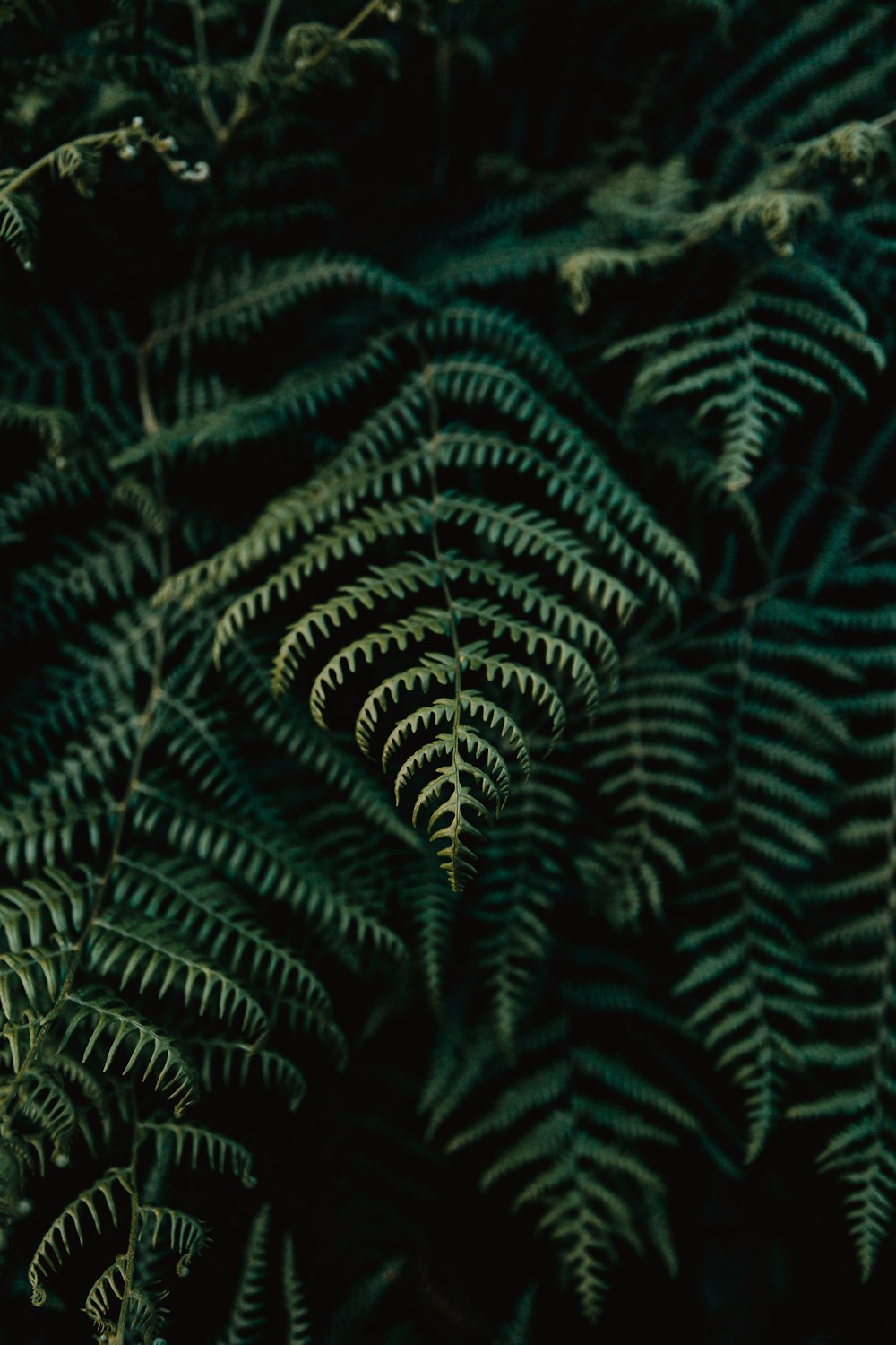 green and white leaf plant