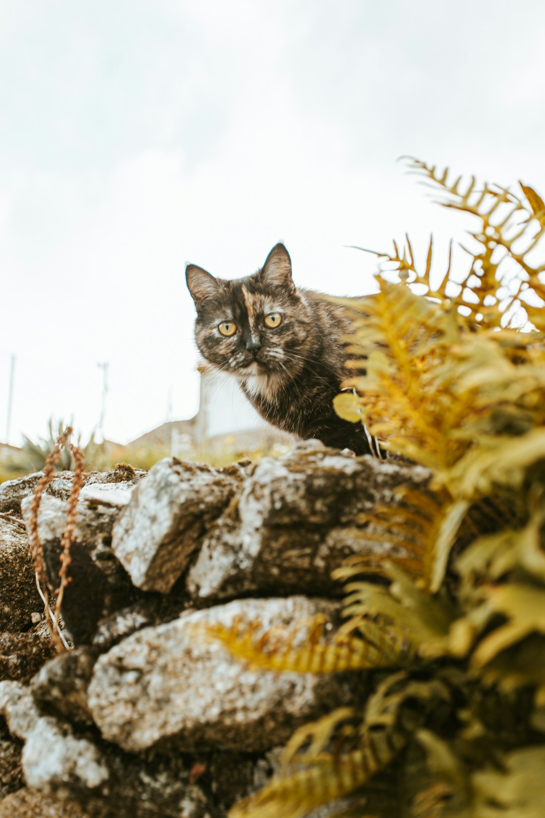 black cat on brown rock