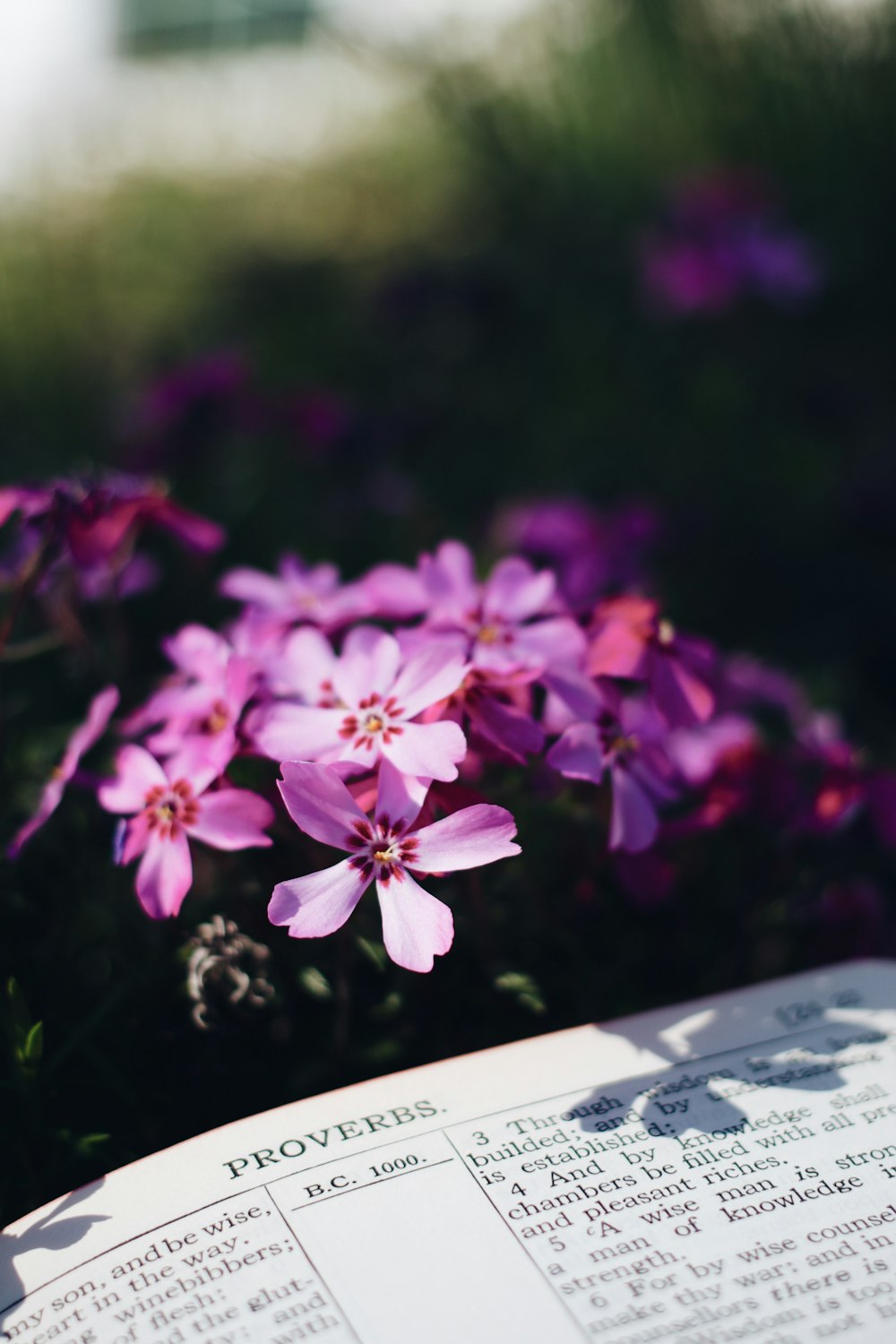 purple flowers in tilt shift lens