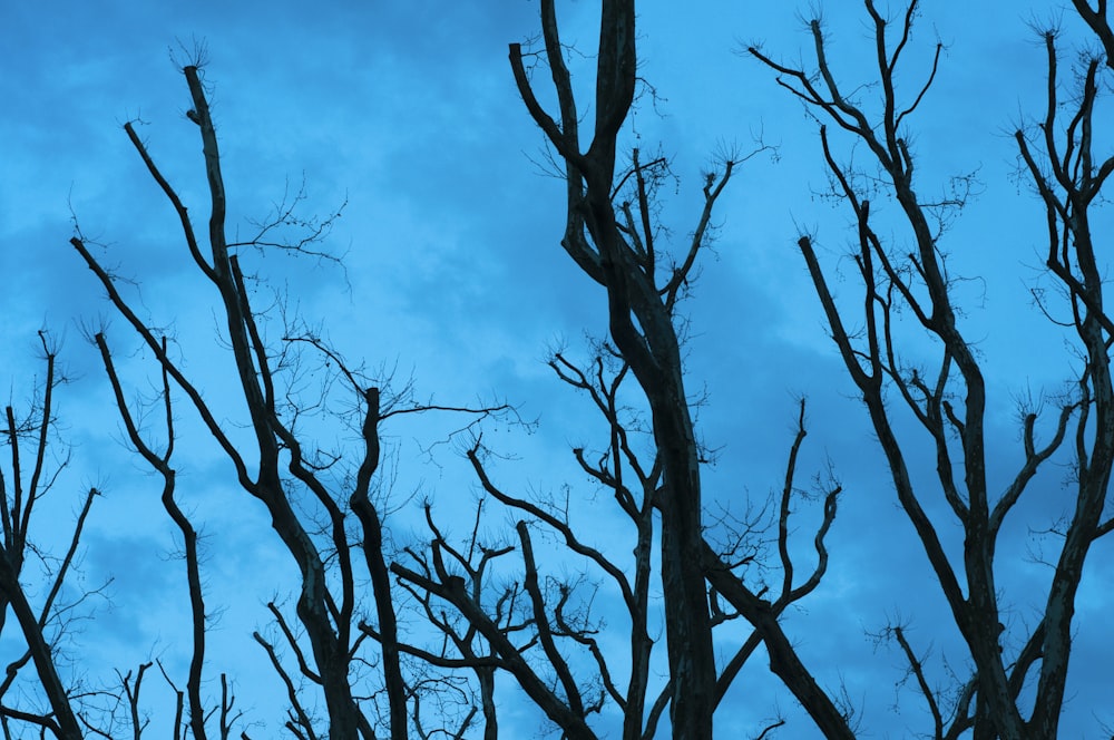 bare tree under blue sky