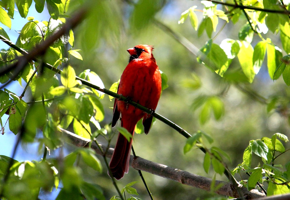 red cardinal perched on brown tree branch during daytime