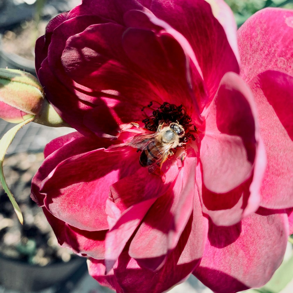 honeybee perched on red rose in close up photography during daytime